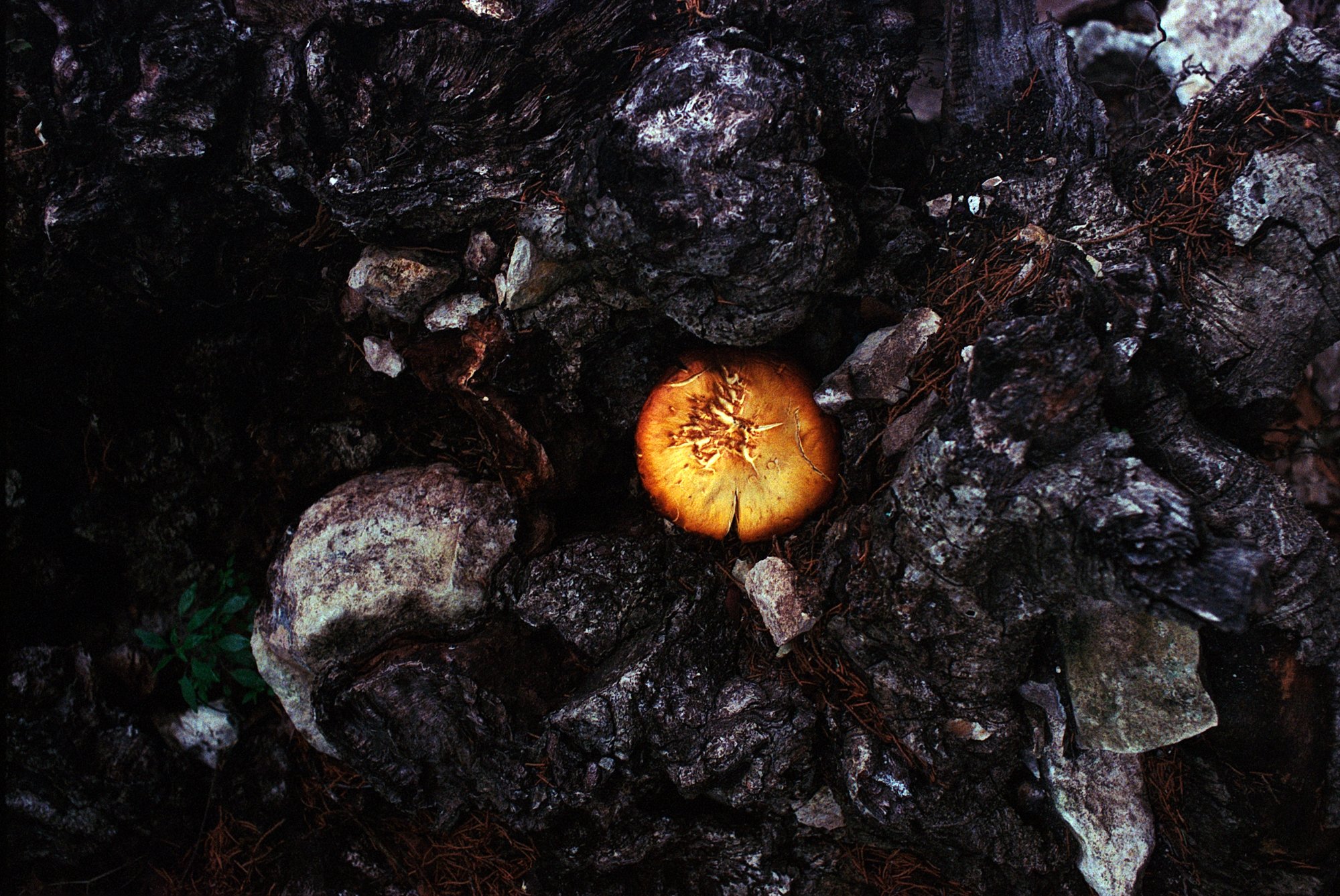 Garner SP Nov 2022 Portra 800 (2 of 3)-2.jpg