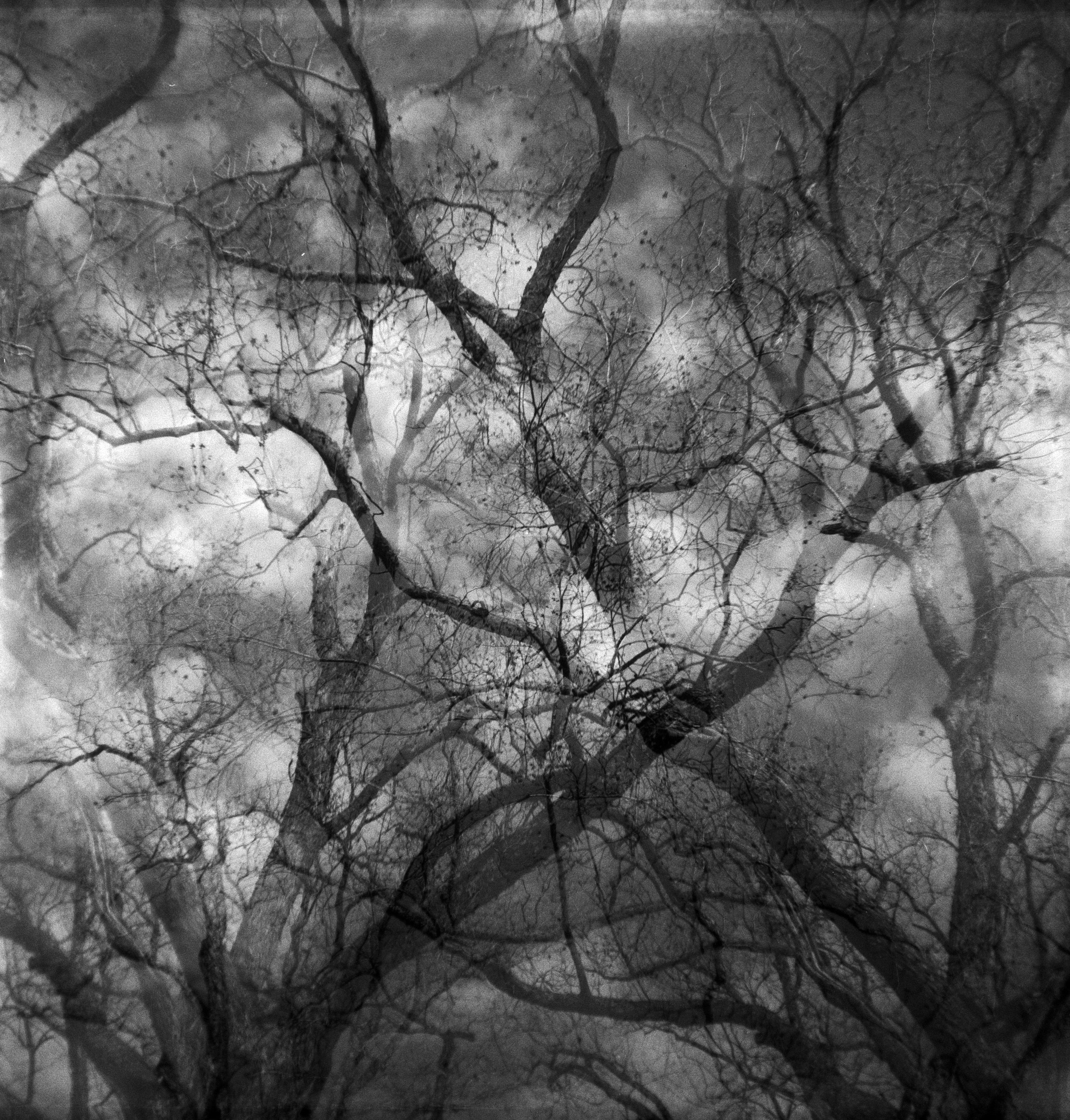 Brownie FP4 3 Feb berry springs (3 of 12).jpg