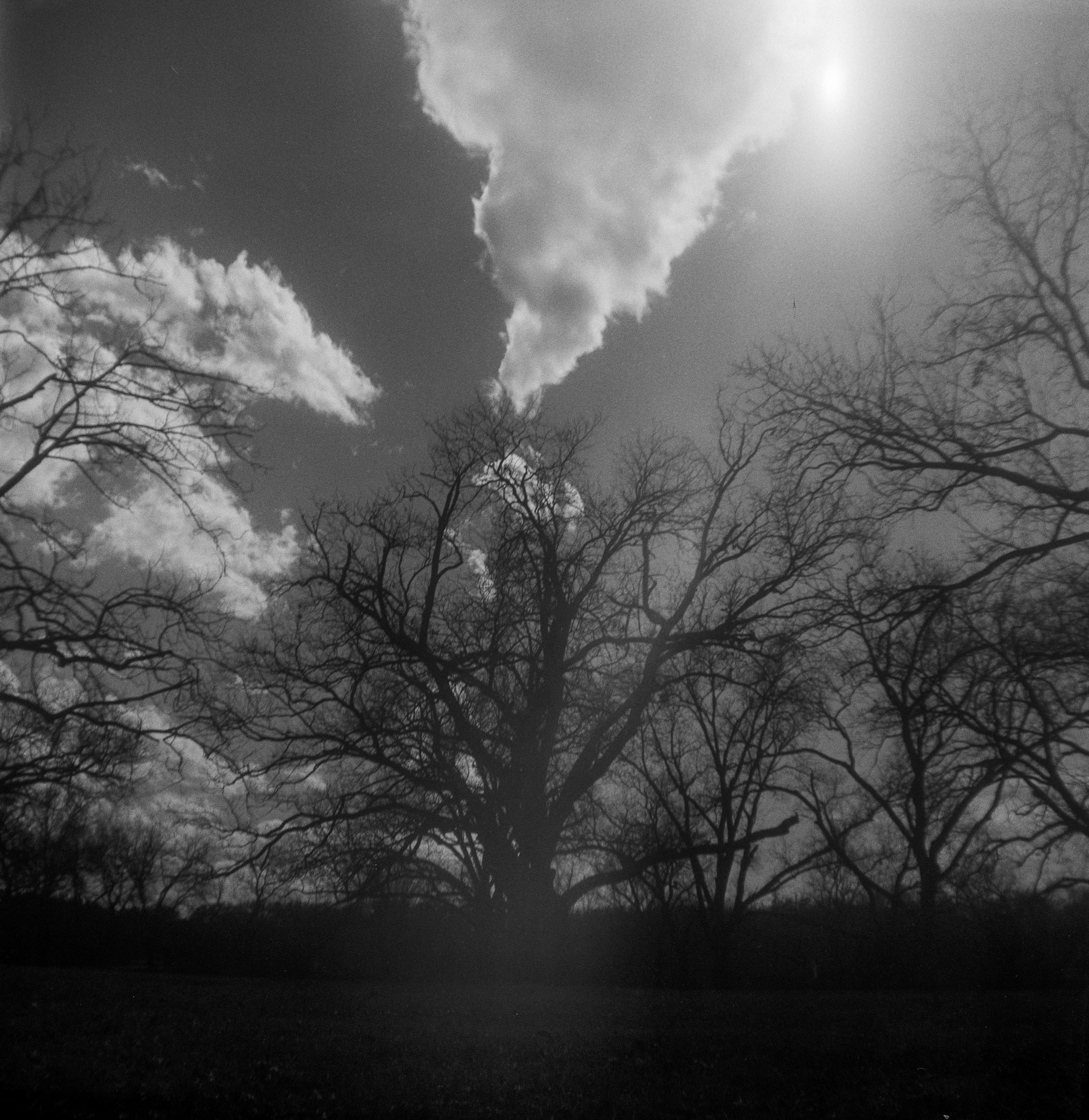 Brownie FP4 3 Feb berry springs (4 of 12).jpg