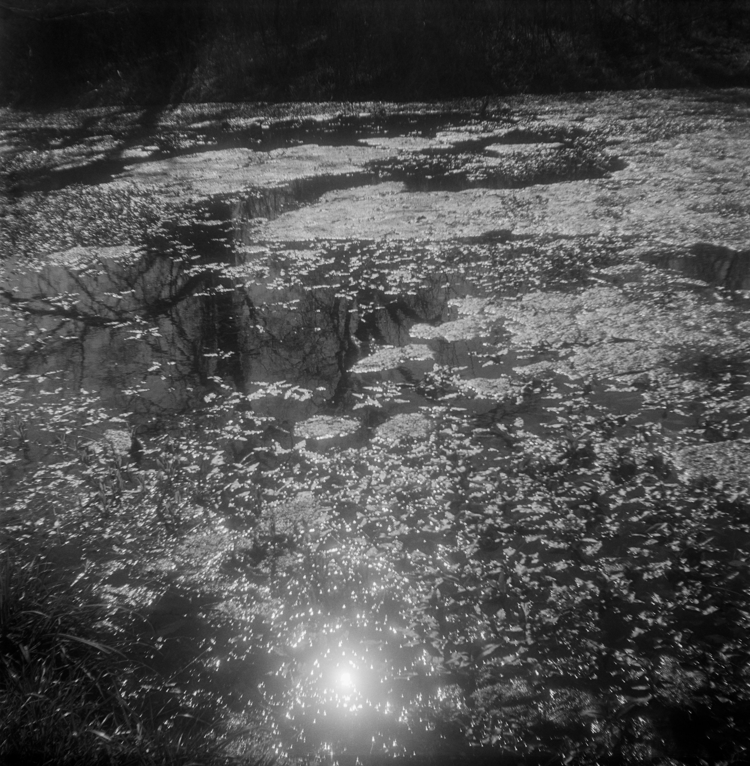 Brownie FP4 3 Feb berry springs (10 of 12).jpg