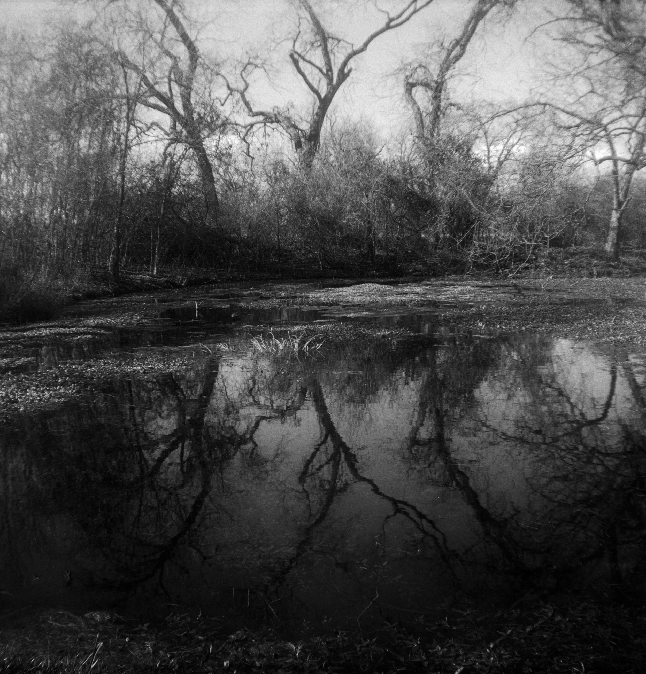 Brownie FP4 3 Feb berry springs (9 of 12).jpg