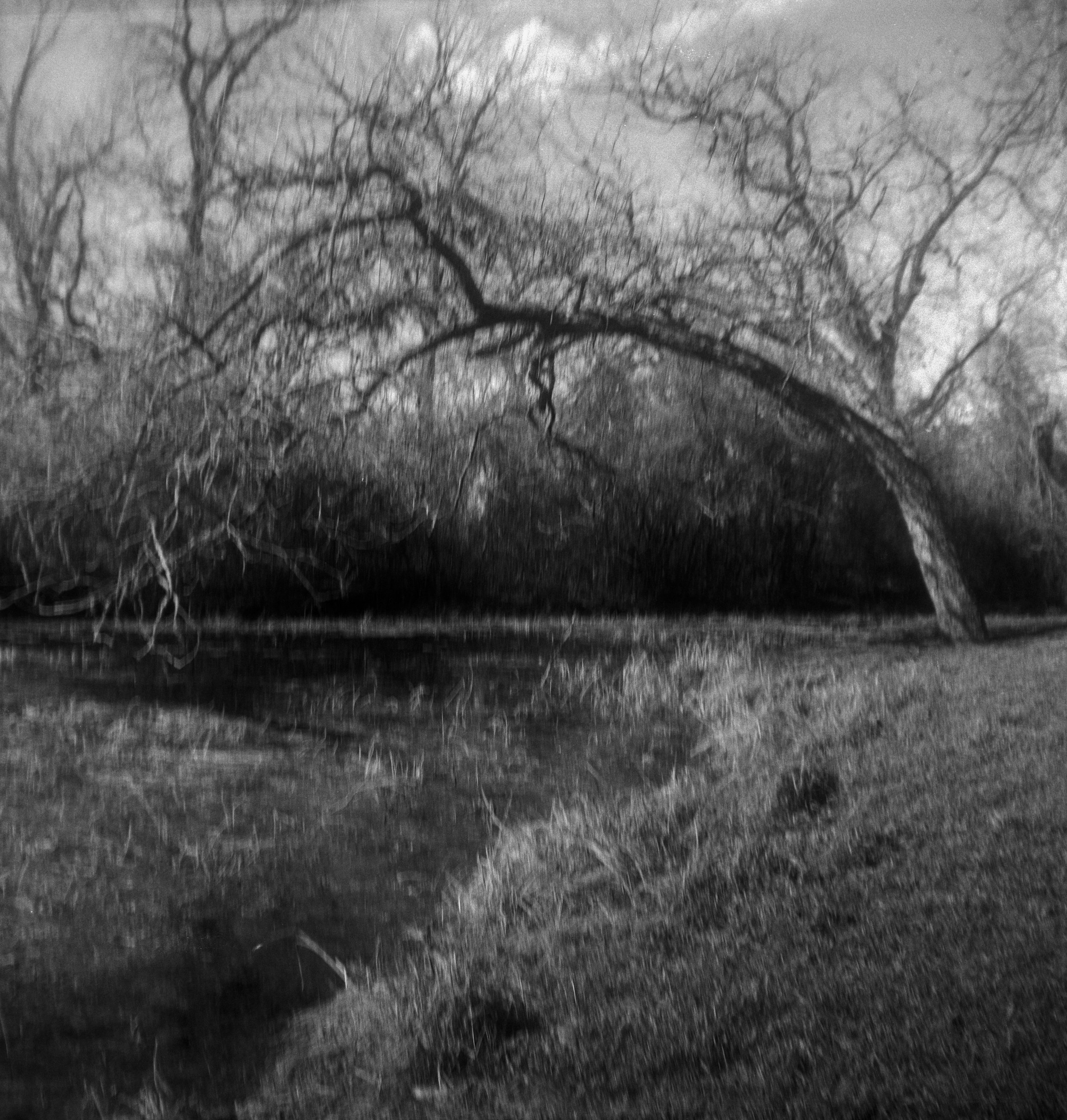 Brownie FP4 3 Feb berry springs (2 of 12)-2.jpg