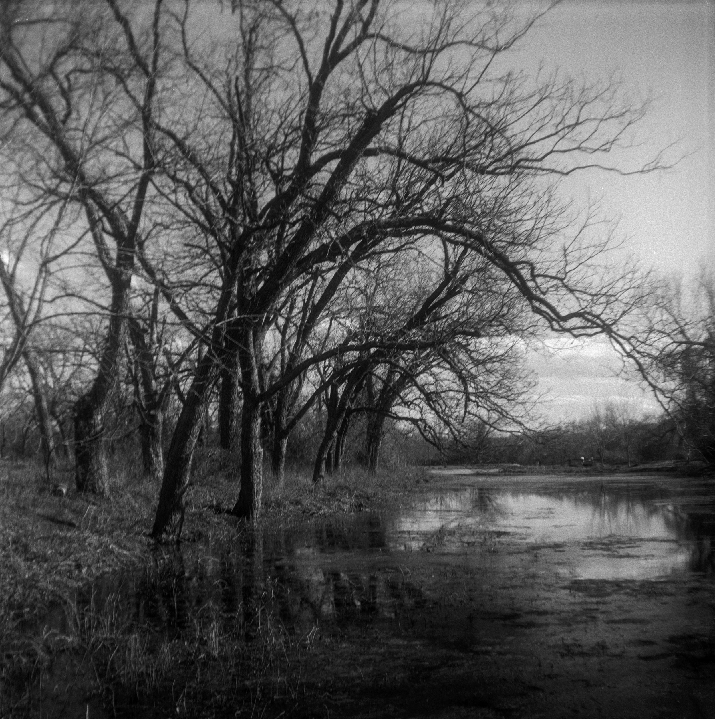 Brownie FP4 3 Feb berry springs (3 of 12)-2.jpg