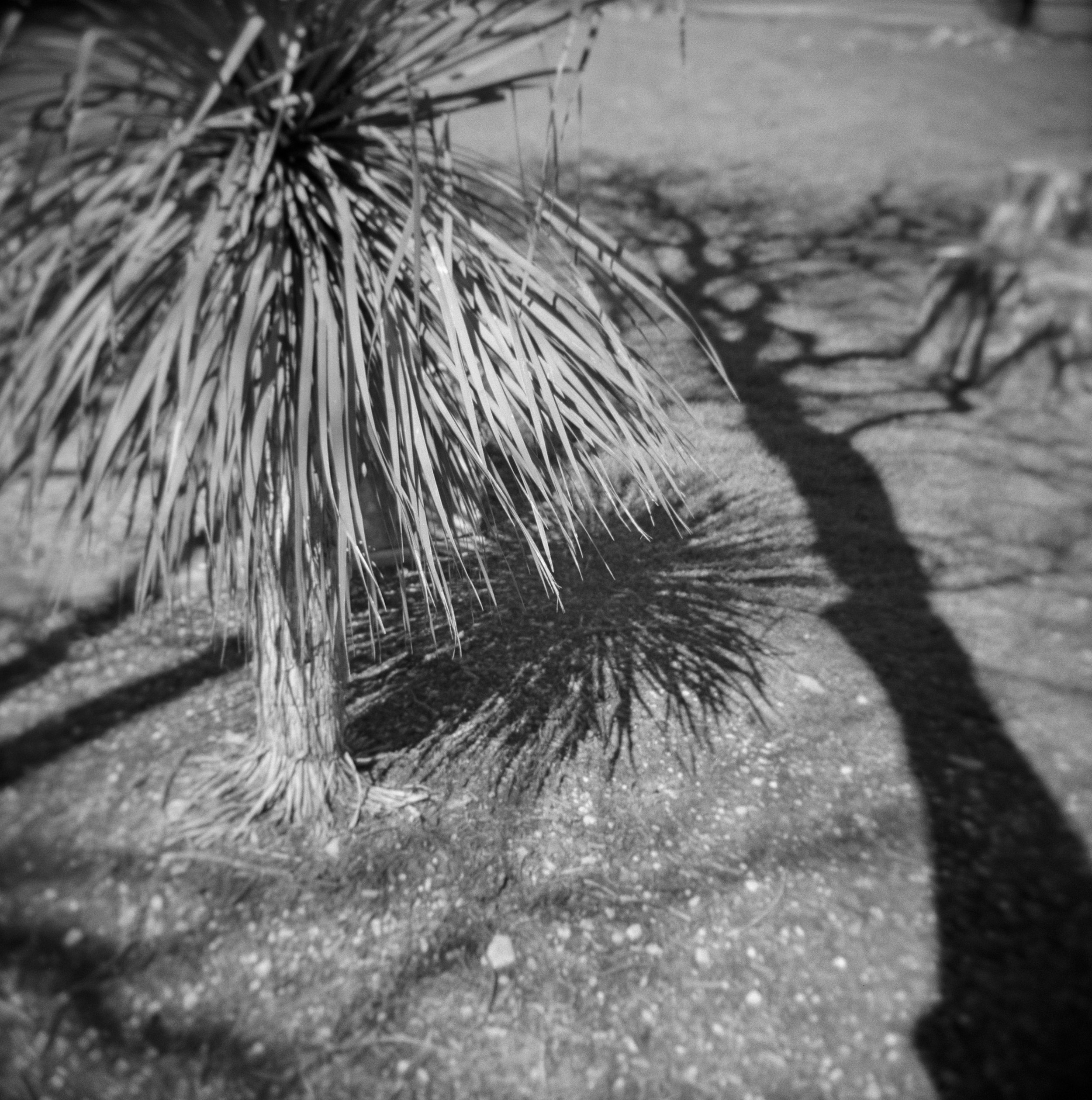 holgon hp5 feb 18 24 1st sunday of lent (10 of 12).jpg