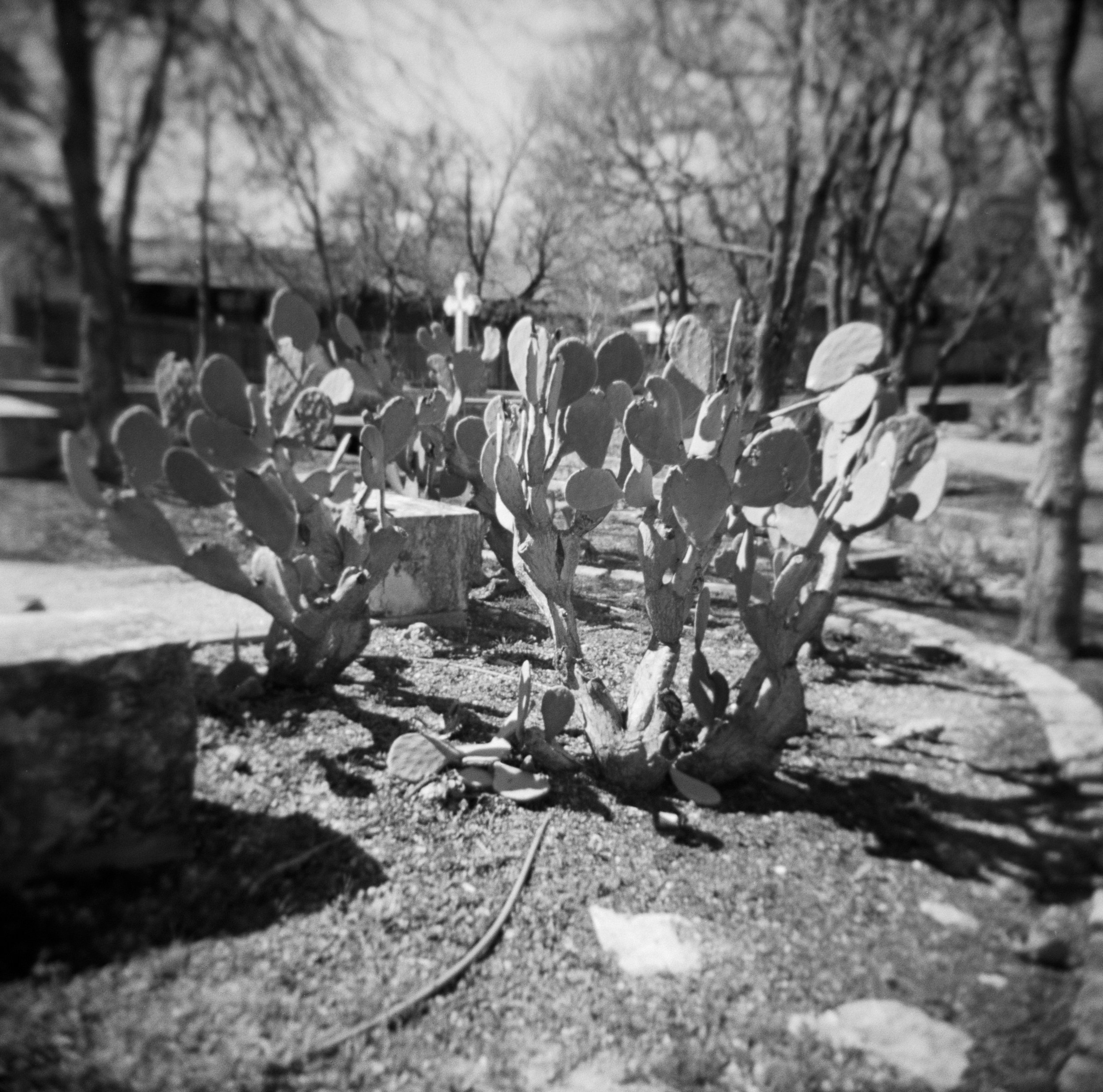 holgon hp5 feb 18 24 1st sunday of lent (7 of 12).jpg