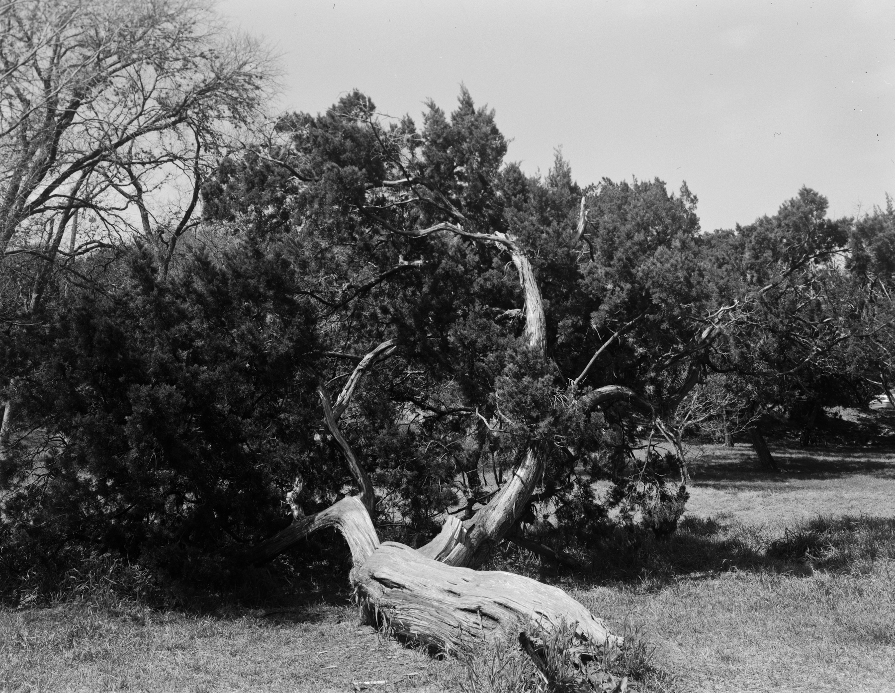 pease park tree 4x5 (1 of 1).jpg